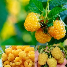 Raspberry Fallgold Plant in 12cm Pot - Rubus Fruit Bush - Tasty Golden Berries