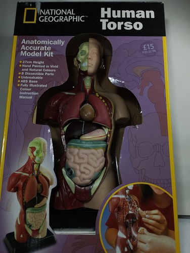 Human torso anatomically - torso,