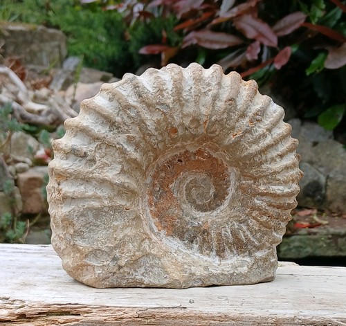 Large fossil ammonite - fossil,