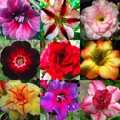Adenium obesum mixed colours - mixed,