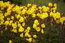 10 x Oenothera tetragona 'Sundrops' glaucous evening primrose