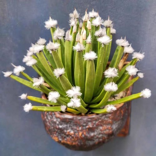 9cm succulent cactus plant - succulent,