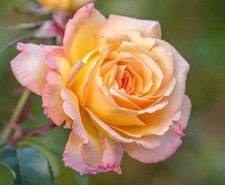 Peace Hybrid Tea Bush Rose