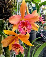 Cattleya / Rhynchobrassoleya