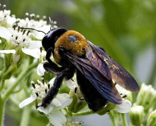 Three real bumblebees dryed - three,