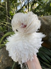 (6)  Polish Chicken Hatching