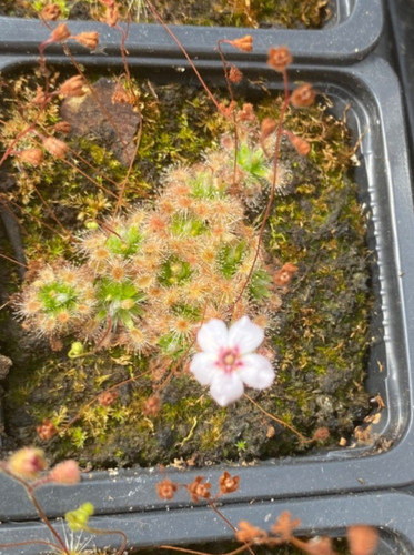 Drosera pulchella pygmy - -,