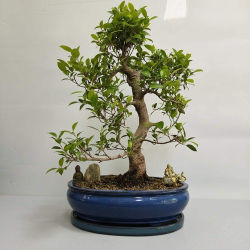 Ficus microcarpa - microcarpa, (banyan