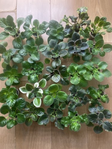 Set young plants - set, 5