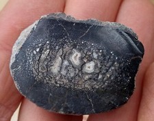 Dinosaur Bone - High Atlas