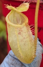 nepenthes hamata x tenuis -