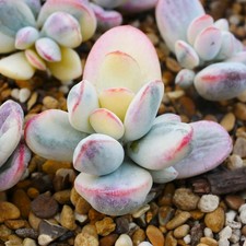 Cotyledon Orbiculata Variegata