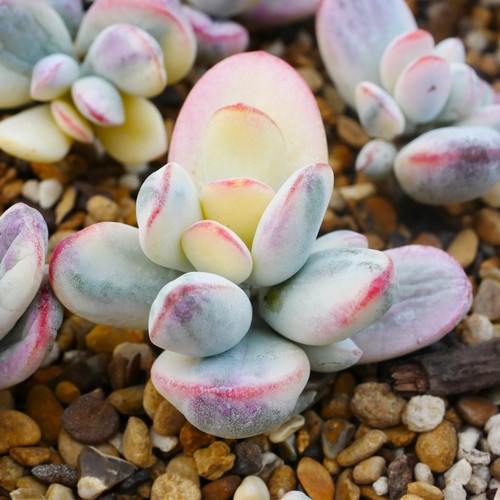 Cotyledon orbiculata variegata - cotyledon,