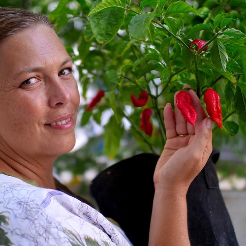 Chilli plug plants super - plug,