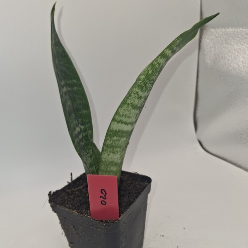 Sansevieria snake plant - sansevieria,