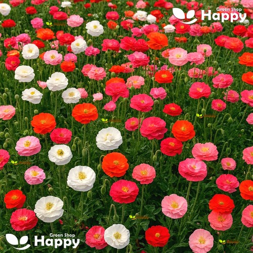 English poppy shirley double - poppy,