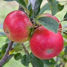 Dwarf Apple 'Discovery'  ideal