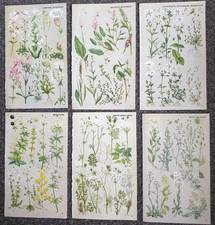 6 x Vintage Botanical  1974