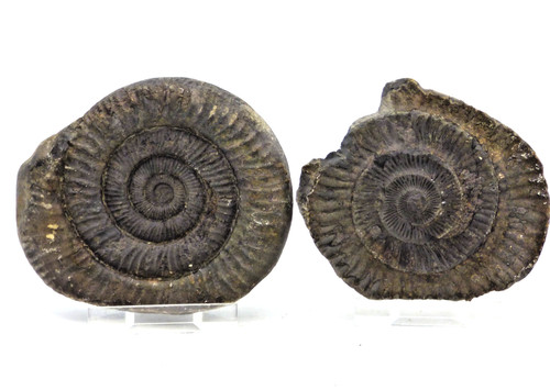 Jurassic fossil ammonite - jurassic,