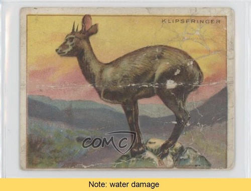 1909 hassan animals series - hassan,