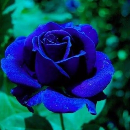 10x rare blue - rare,