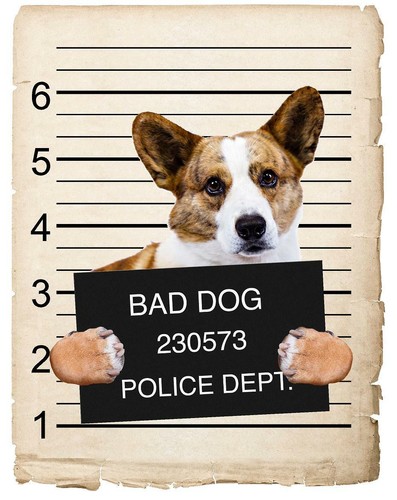 Cardigan welsh corgi - cardigan,