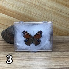 Real papilio butterfly - real,