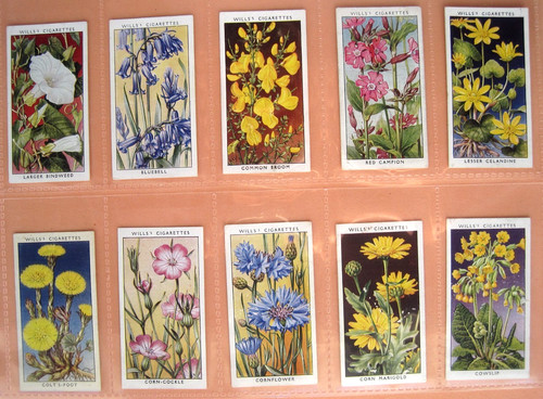 Wild flowers wd - wild,