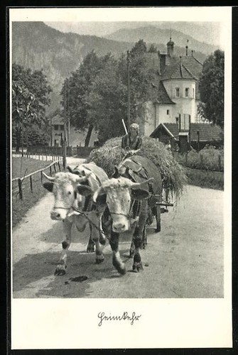 Postcard two oxen - postcard:, front