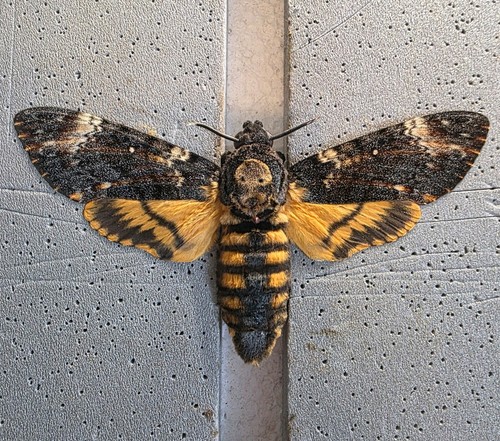 Acherontia atropos death head - atropos,