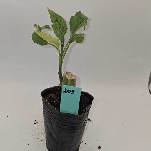 Brugmansia single white angel - white,