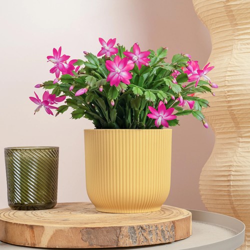 Christmas cactus - christmas,