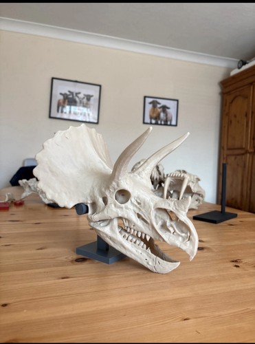 Triceratops skull replica - triceratops,
