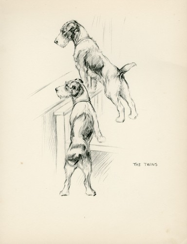 Wire fox terrier dogs vintage - fox,