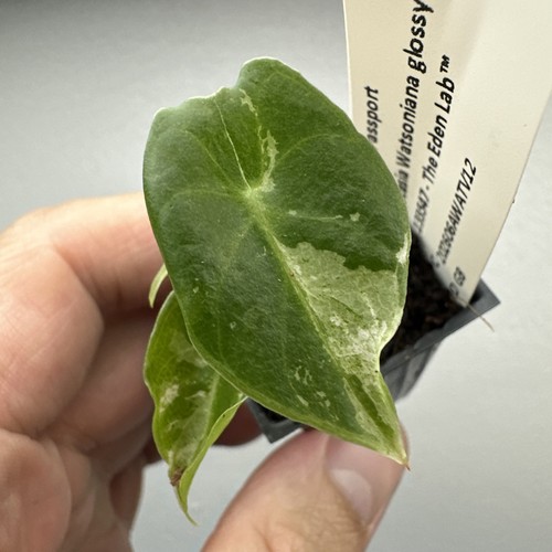 Alocasia watsoniana glossy - watsoniana,