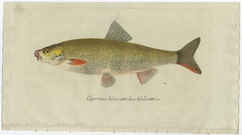 Antique fish print - fish, nose