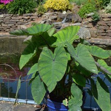 Colocasia blue hawaii pack - hawaii, 3