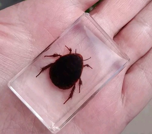 Real bug insect preserved in - insect,