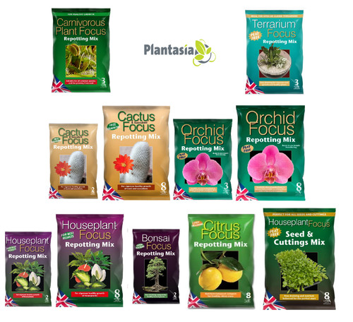 Orchid cactus citrus - orchid,