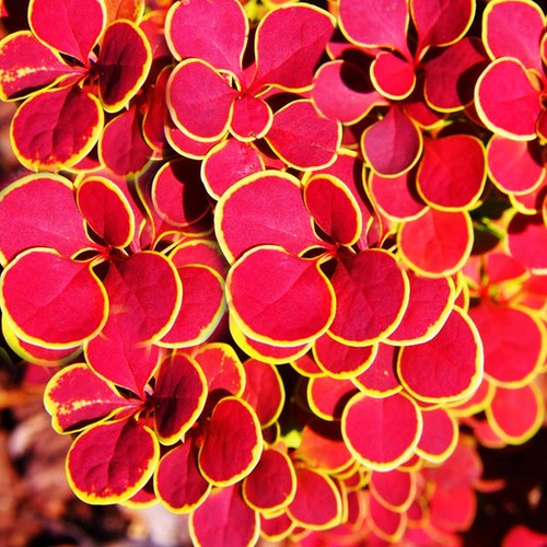 Berberis thunbergii orange - berberis,