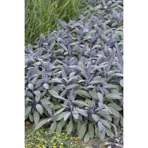 Purple sage salvia - 2x,