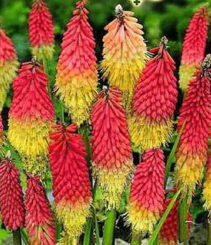 Red hot poker kniphofia - poker, tuckii