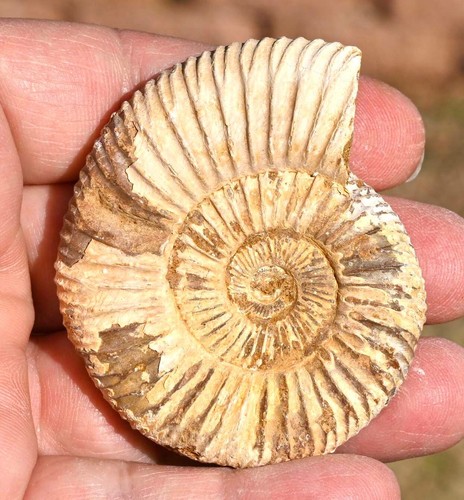 Unpolished ammonite - unpolished,