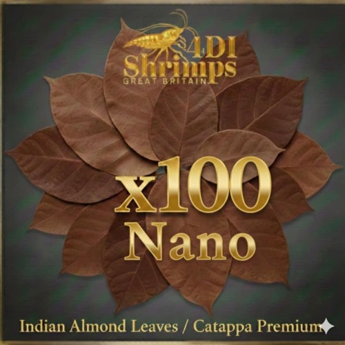 100x small nano indian almond - 100x,