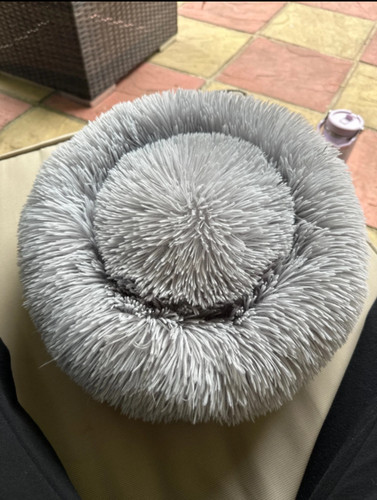 Fluffy cat dog - fluffy, bed
