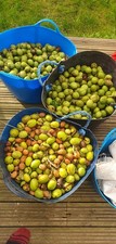 1.4kg Fresh 2025 UK wild-grown