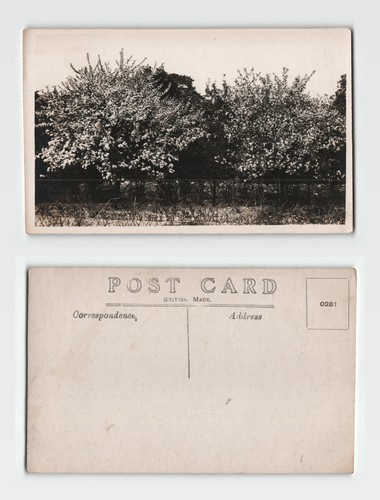 Vintage real photo postcard - real,