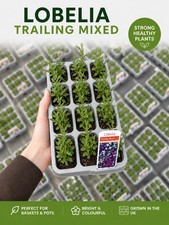 Lobelia trailing mixed pack - lobelia,
