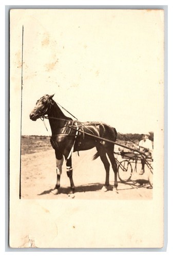 Rppc charriot horse - ~,