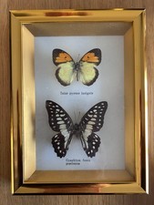 Framed Taxidermy Butterflies